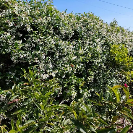 Appartement Greenvilla Park