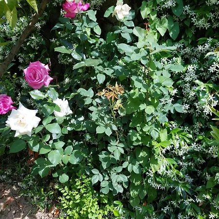 Apartament Greenvilla Park Durrës